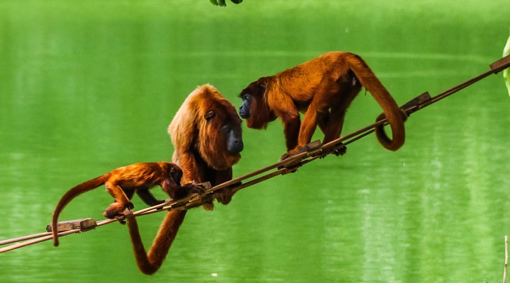 Brezilya'da maymun çiçeği vakaları nedeniyle 10 maymun zehirlenerek öldürüldü!