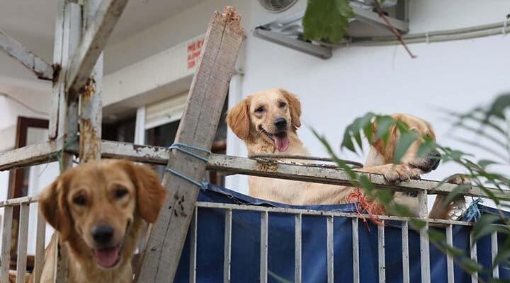 'Aç kalan köpekler, kilitli tutuldukları evde birbirini öldürdü' iddiası