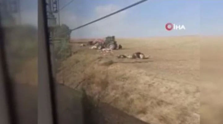 Ankara'da tren kazası: 20 inek ve 2 at öldü