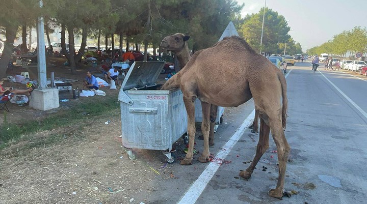 Samsun'da aç kalan develer sahile indi