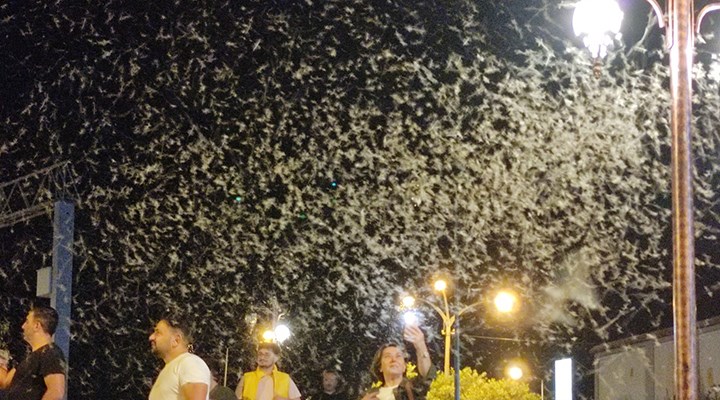 Ardahan'da milyonlarca 'bir gün sineği' ölüm uçuşunu yapıp hayata veda etti