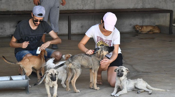 'İşaretlenen sokak köpekleri öldürülüyor' iddiası: Hayvan Hakları Komisyonu'ndan Havrita’ya kapatma davası