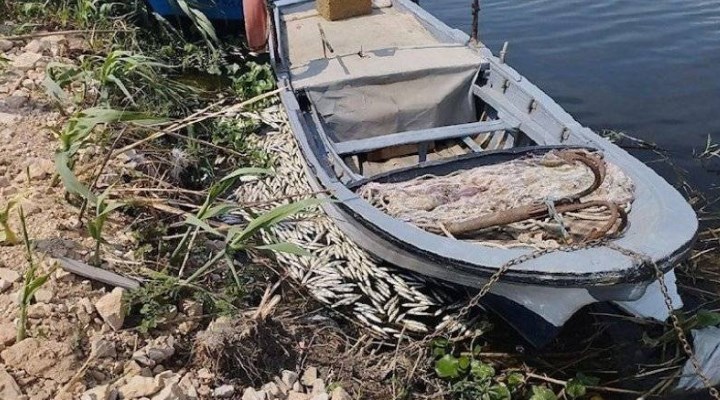Asi Nehri’nde toplu balık ölümleri: İnceleme başlatıldı