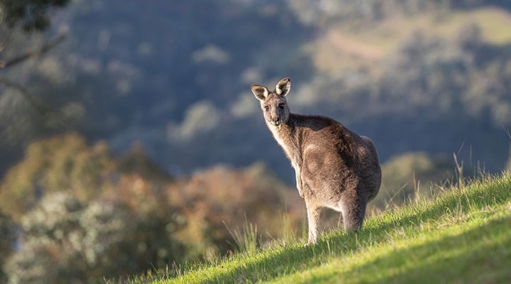 Avustralya'da bir kişi, evinde beslediği kangurunun saldırısında öldü