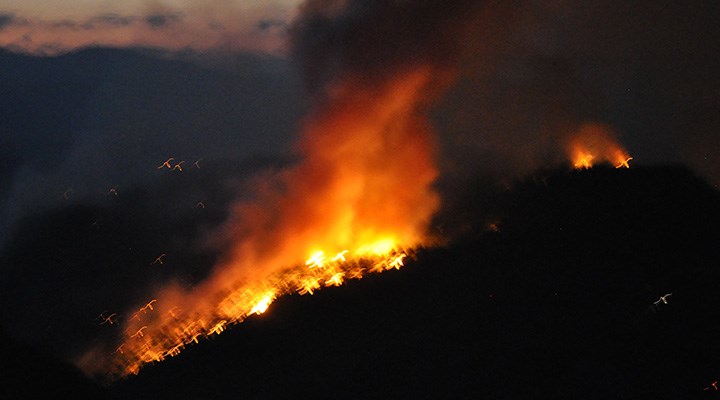 Muğla’da orman yangını: Kontrol altına alındı