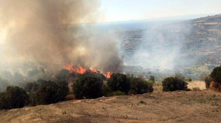 Şarköy'de yangın: 50 dönümlük zeytinlik zarar gördü