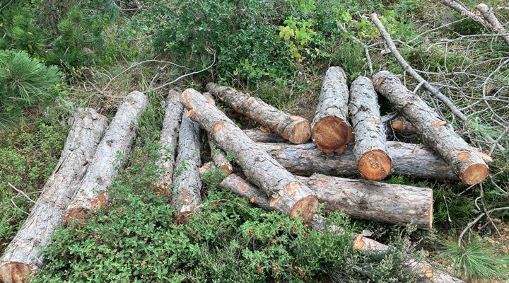 "Maltepe'de özel tesis yapılması için yüzlerce ağaç kesildi" iddiası