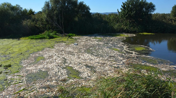 Bakırçay’da toplu balık ölümleri: Binlercesi kıyıya vurdu!