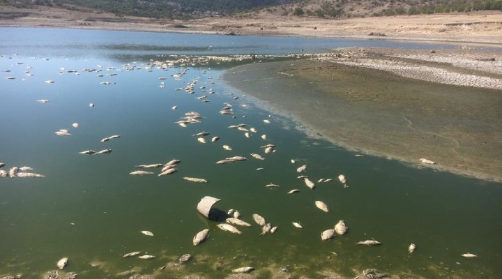 Bakırçay’da toplu balık ölümleri