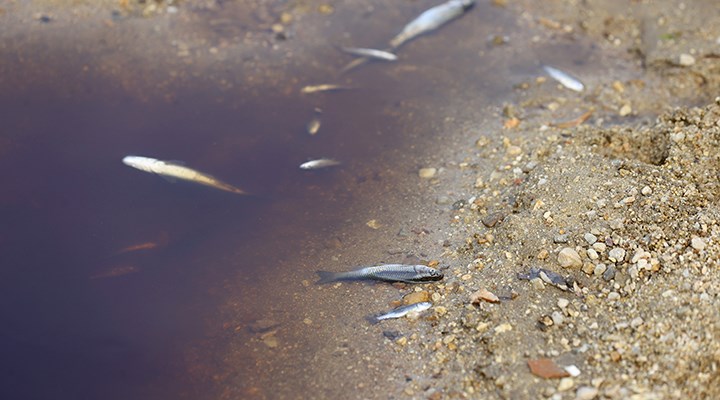 Hasanağa Deresi'nde balık ölümleri: Bu kirliliği görmek için birinin ölmesi mi gerekecek?