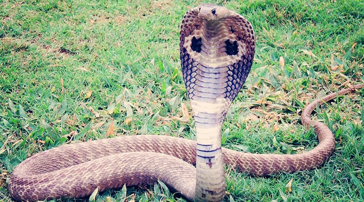 İsveç'te hayvanat bahçesinden firar eden kral kobra, bir hafta sonra geri döndü