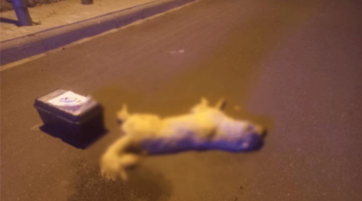 Muğla'da, 3 sokak köpeği ölü bulundu