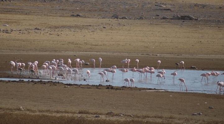 Tuz Gölü'nde kuraklık arttı: Flamingolar göç ediyor