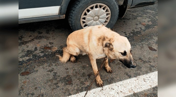 Tekirdağ'da köpeğini döven kişi hakkında soruşturma başlatıldı