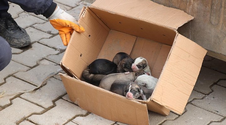 Siirt’te çöp konteynerine atılan 9 yavru köpek son anda fark edildi