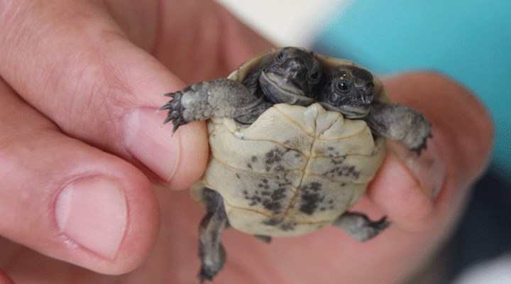Antalya'da çift başlı kaplumbağa yavrusu bulundu