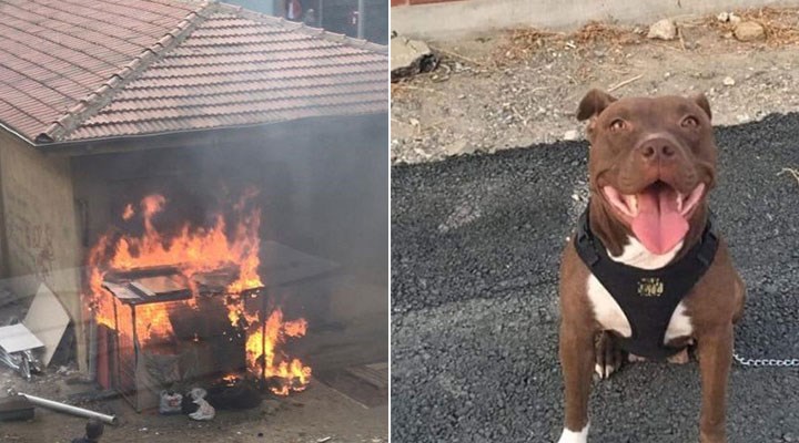 İzmir'de, kulübedeki köpeği yakarak öldüren sanık tahliye edildi!