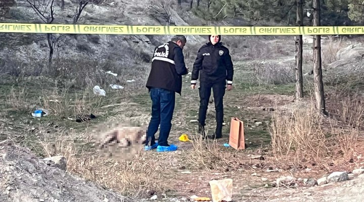 Ankara'da hayvan katliamı: Tüfekle vurulmuş 4 köpek bulundu