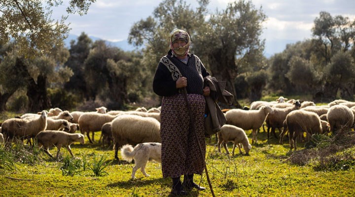 İzmir Büyükşehir Belediyesi'nden çobanlara destek