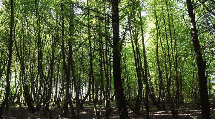 Köyceğiz’de ağaçlar kesilecek iddiası: Ağaçlar kesilmesin, ranta kurban gitmesin