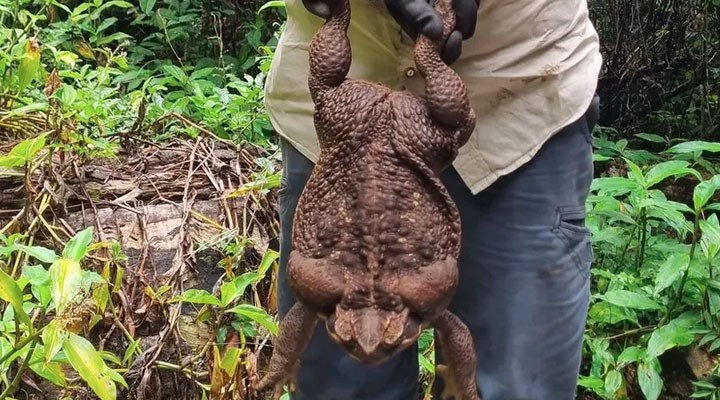 Avustralya'da bulunan kara kurbağa 2,7 kilogram ağırlığında: Rekor olabilir