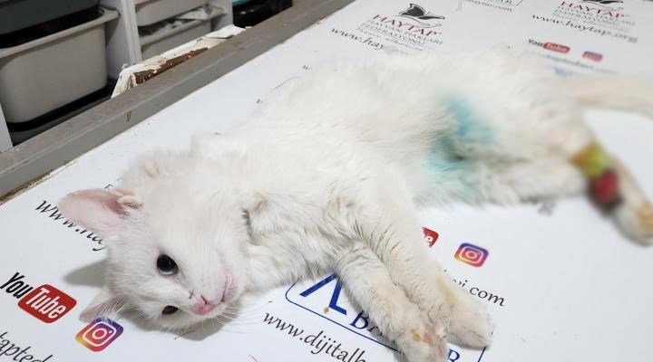 Osmaniye'de bir kedi patisi kesilmiş halde bulundu: "Bu yaralanmada büyü şüphesi var"