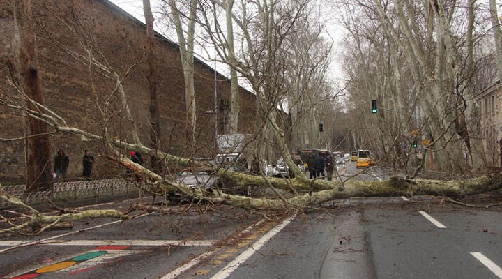 Beşiktaş'ta ağaç devrildi: Dolmabahçe Caddesi trafiğe kapatıldı