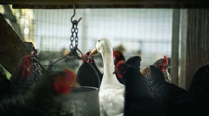 Afyonkarahisar ve Denizli'de kuş gribi alarmı: 6.5 milyon kanatlı hayvan itlaf edildi