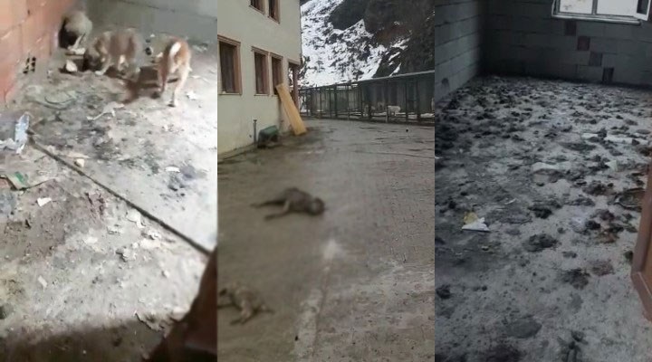 Şavşat Belediyesi'ne ait hayvan rehabilitasyon merkezinde skandal görüntüler