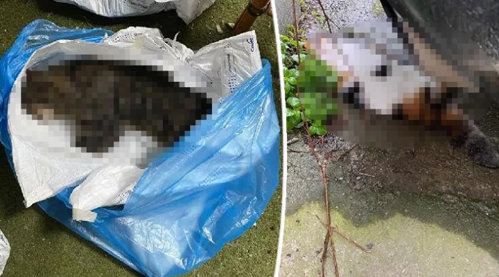 Kadıköy'de hayvan katliamı: Mahallelinin beslediği yaklaşık 34 kedi ölü bulundu!