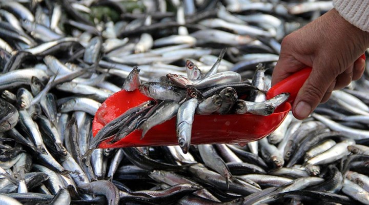 Aşırı avlanma ve deniz kirliliği riski: "Marmara Denizi'nde balık türü azalıyor"