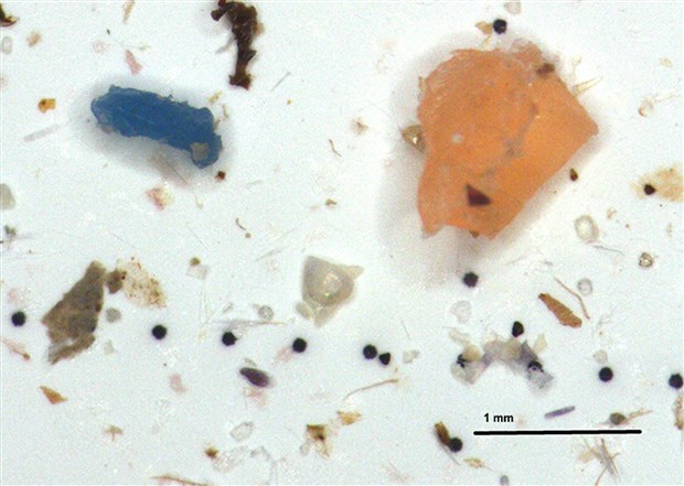 turkiye-deki-midye-dolmalarin-yuzde-91-inde-mikroplastik-var-641497-1.