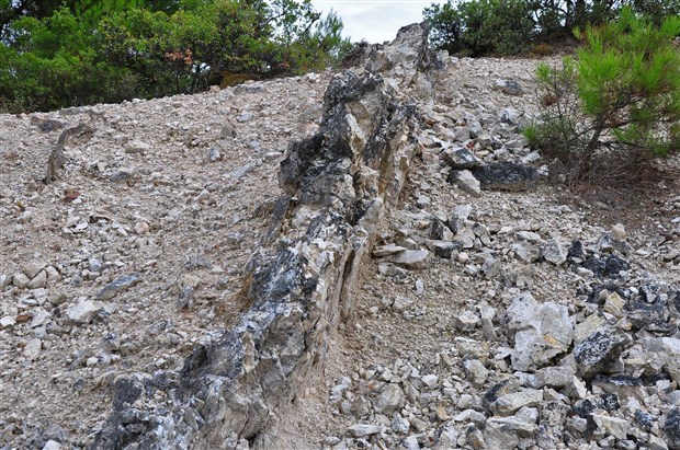 21-milyon-yillik-fosil-agac-ormani-yok-olma-tehlikesiyle-karsi-karsiya-796691-1.