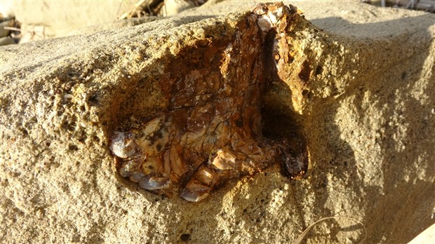 canakkale-de-9-milyon-yil-oncesine-ait-mamut-fosilleri-bulundu-803129-1.
