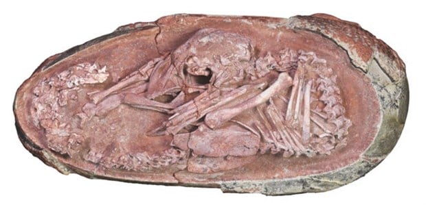 cin-de-mukemmel-bir-bicimde-korunmus-dinozor-embriyosu-bulundu-958649-1.