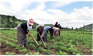 Seçim beyannamelerinde tarım: Çiftçi Örgütlenmeleri, üreticilerin korunması