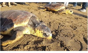 İyileşen 5 deniz kaplumbağası denize salındı