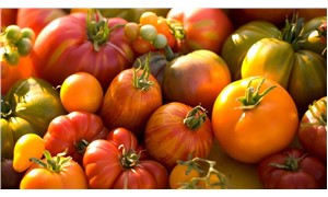 Russia submitted to import tomato from Turkey in 2018
