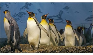 Kral penguenlerin nüfusu son 30 yılda yüzde 88 oranında azaldı
