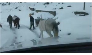 Yaylada terk edilen atlar donmak üzereyken bulundu