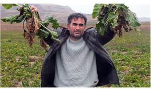 Yozgat'ta 800 ton şeker pancarı tarlada kaldı