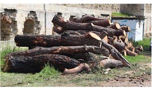 Çanakkale’de ağaç katliamı