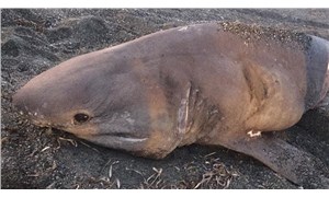 İzmir’de, 3 metre uzunluğunda köpek balığı karaya vurdu