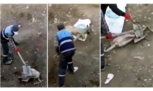 Bulanıkta köpeğe işkence görüntülerine suç duyurusu