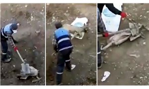 Köpeğe işkence görüntülerinde yeni gelişme: 3 belediye çalışanı açığa alındı