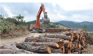 'Ağaçlandırma’ seferberliği ormanlardaki yıkımı önler mi?