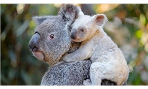 Avustralyadaki orman yangınlarında 350 koala hayatını kaybetti