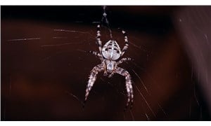Avustralya'da 'zehirli örümcek' krizi