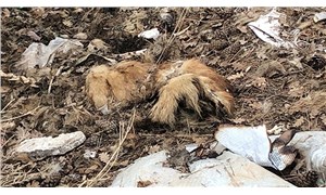 Uşak'ta bir çöplükte parçalanmış halde 20 ölü köpek bulundu