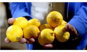 Limon ihracatı izne bağlandı